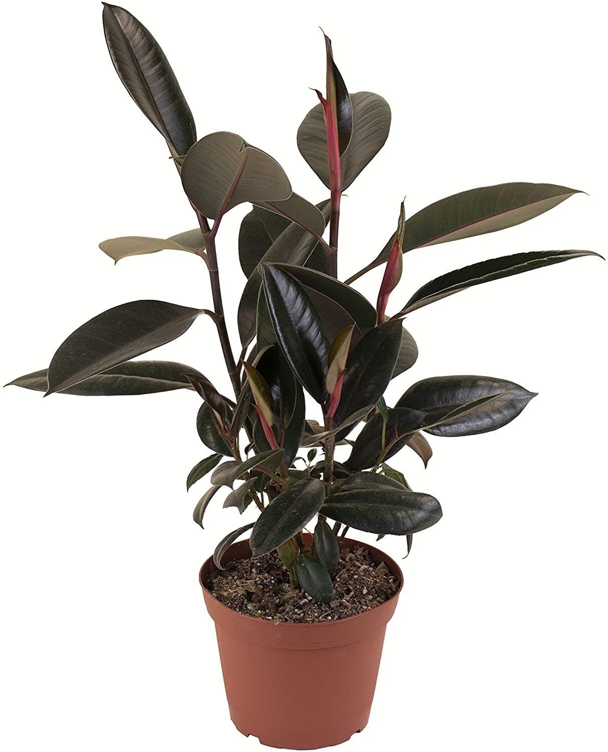 6" Rubber Plant