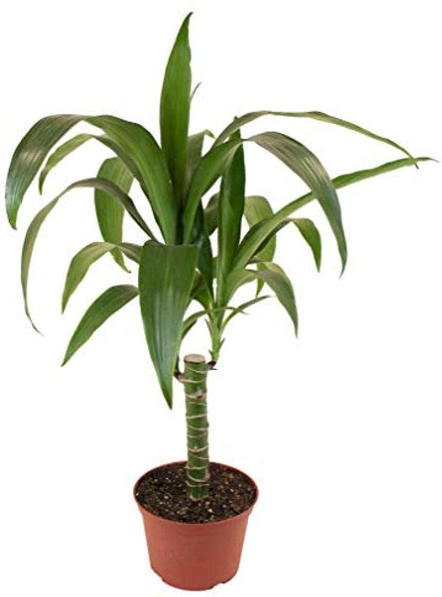 6" Dracaena Plant
