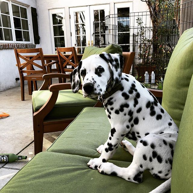 We have not been posting as frequently lately because we added a new helper to our staff. He needs lots of training! #rueandrose #rueandrosebotanicals #dal #dalmation #dalmatian #dalmationpuppy #dalmationsofinstagram #dalmatianpuppy #puppylife #train