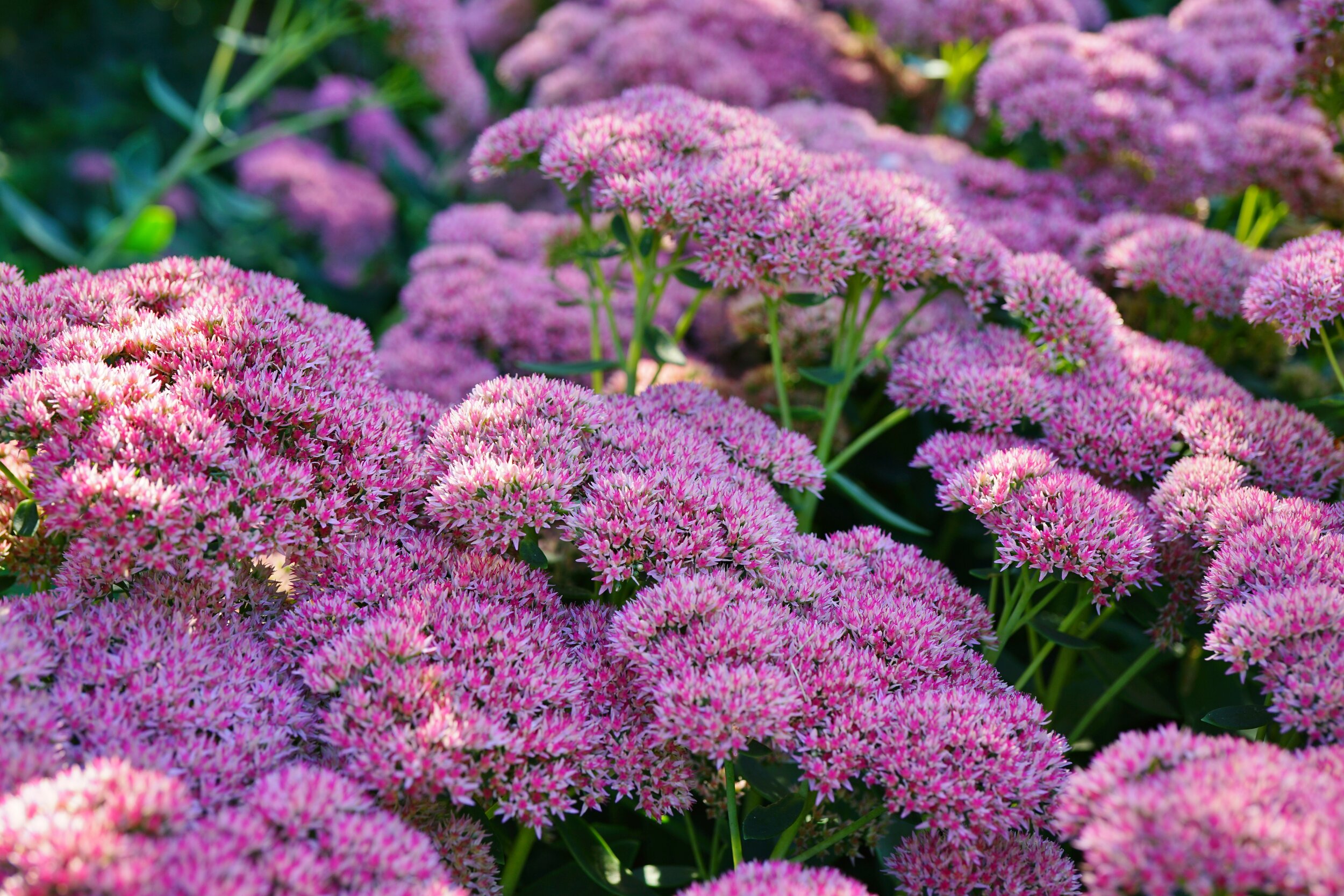 Pink blooms of sedum "autumn joy" flowers in the fall