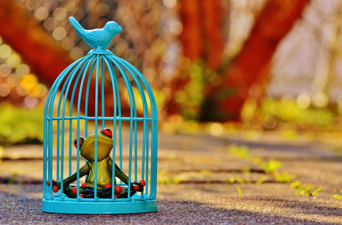 frog_cage_imprisoned_sad_figure_funny_cute_caught-816875.jpg