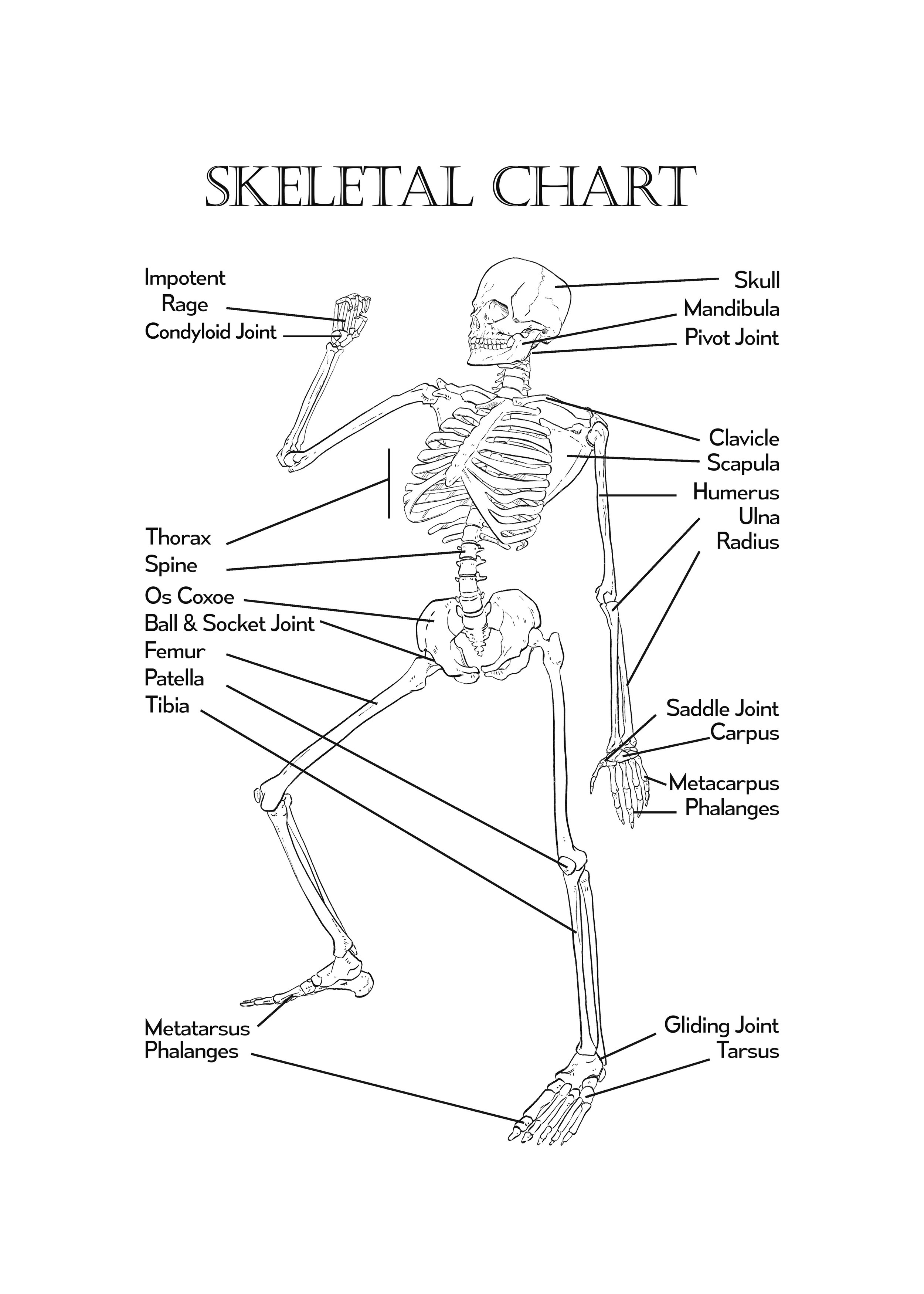 skeleton labelled copy.jpg