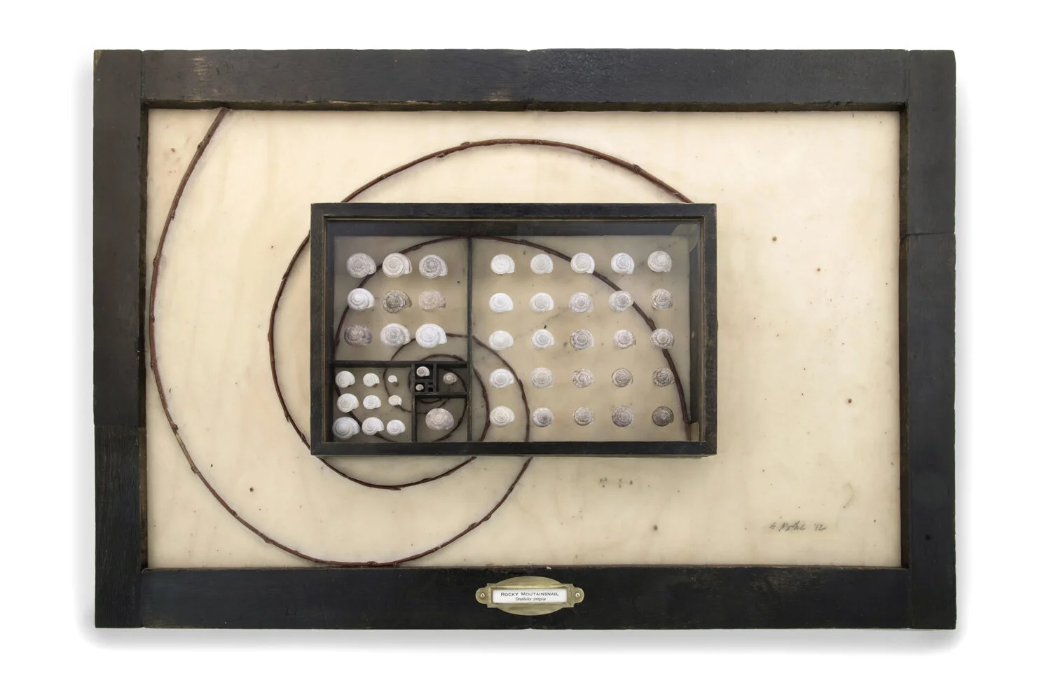 SusieMathre snail overview.jpg