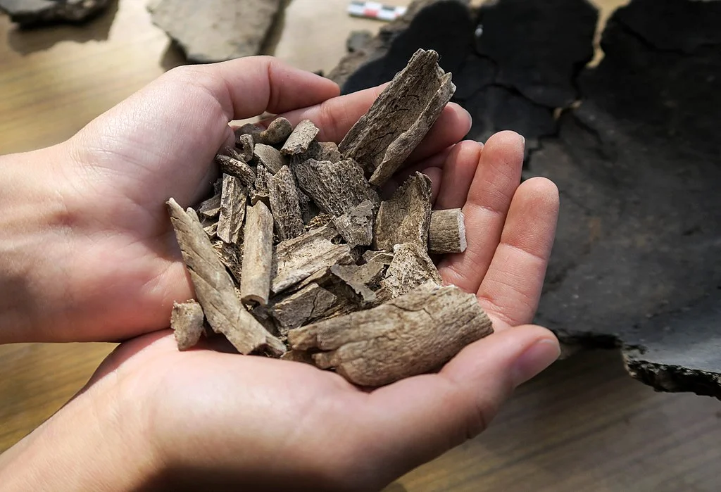 Episode 36 - The Unsettling Business of Curating Human Remains