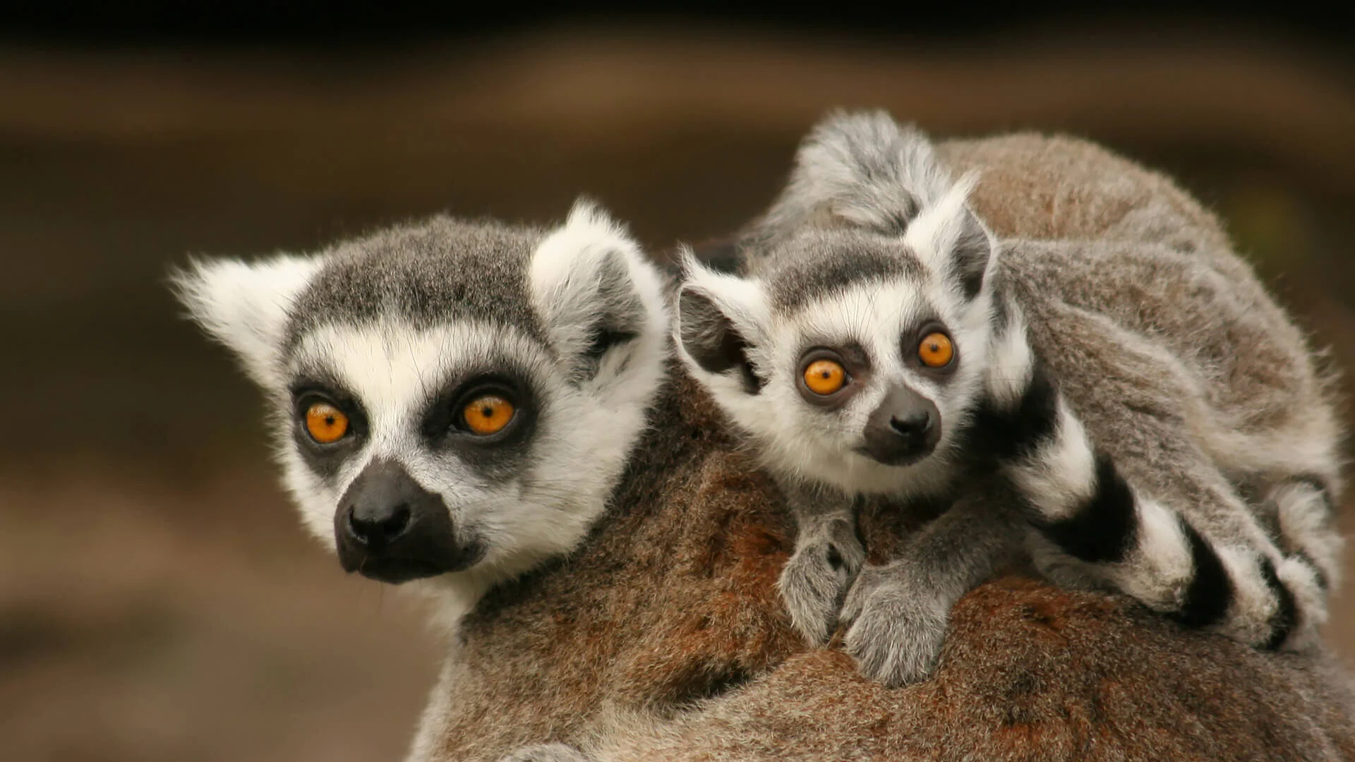Episode 139 - Welcome to Lemurtown