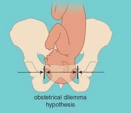 HIATUS CLASSIC - Where Do Babies Come From?