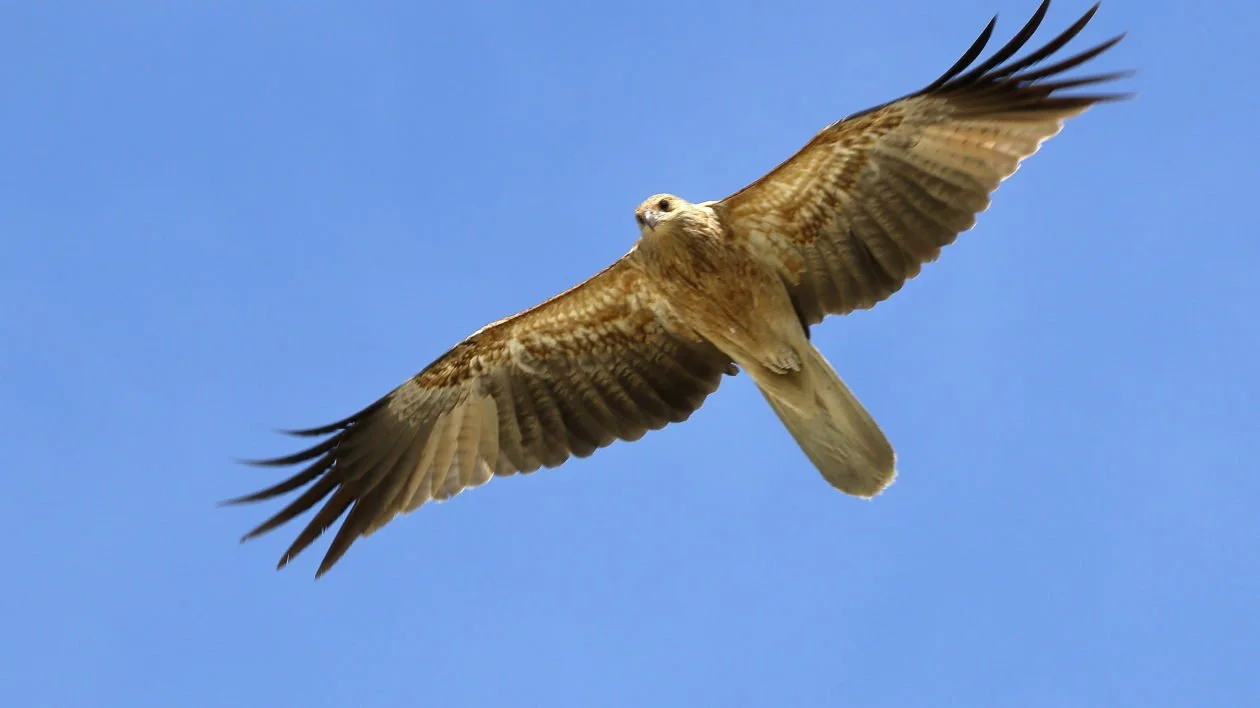 Episode 190 - They Told Us So: Indigenous Science 