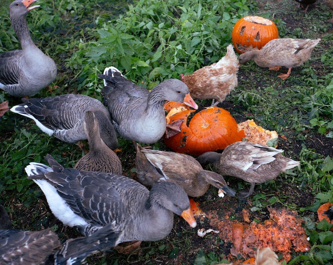 In the first weeks of November, as we reluctantly remove webs from our porches and bones from the dirt, many Halloween pumpkin decorations end up in landfills. The U.S. Department of Energy estimates more than 1 billion pounds of pumpkin are contribu