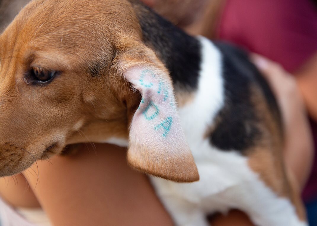 4,000 beagles were rescued from a mass-breeding facility in Cumberland, Va., via the Humane Society of the United States, 33 of which were welcomed to the Monadnock Humane Society and split between the Swanzey shelter, Pope Memorial Humane Society, W