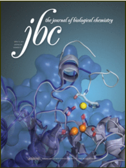 Engineered conformation-dependent VEGF peptide mimics are effective in inhibiting VEGF signaling pathways. Journal of Biological Chemistry.png