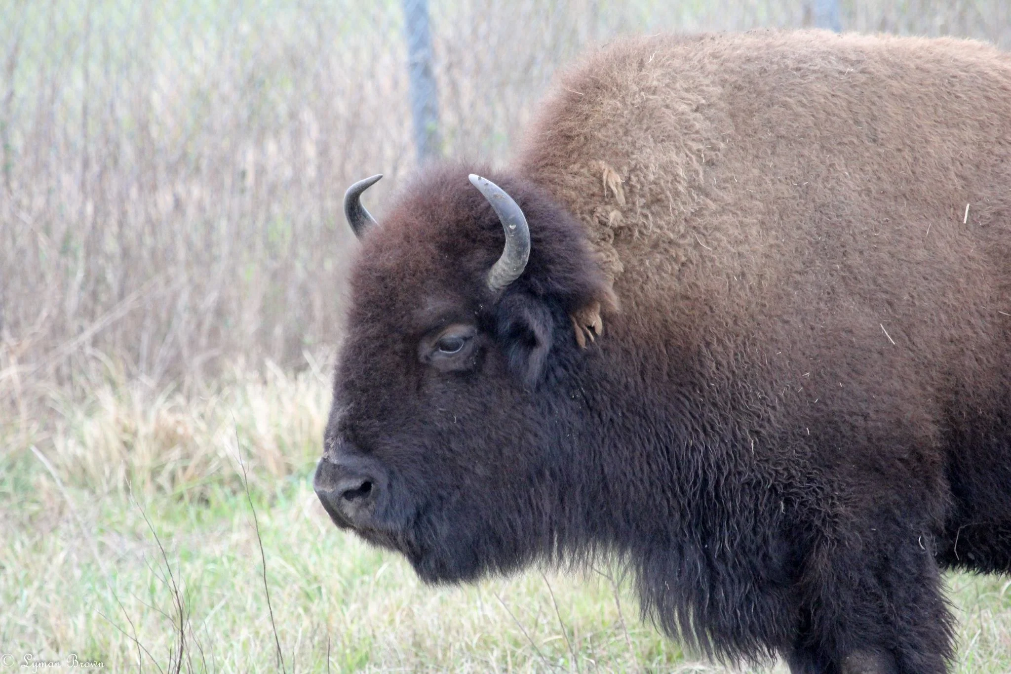 bison.jpg