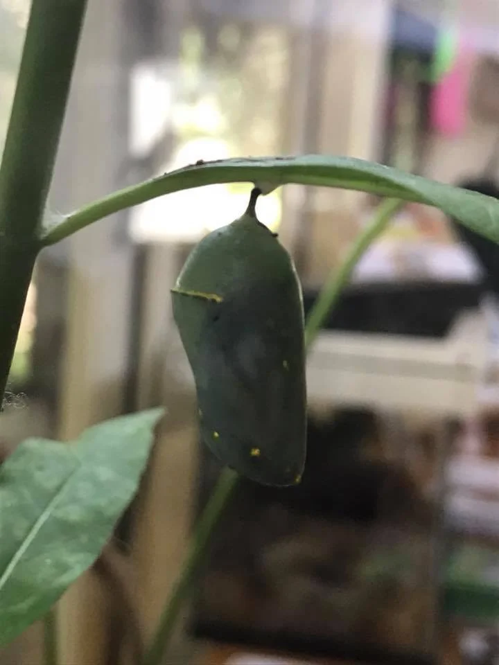 Cacoon.jpg