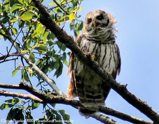 Owl Chrissy Bowker.jpg