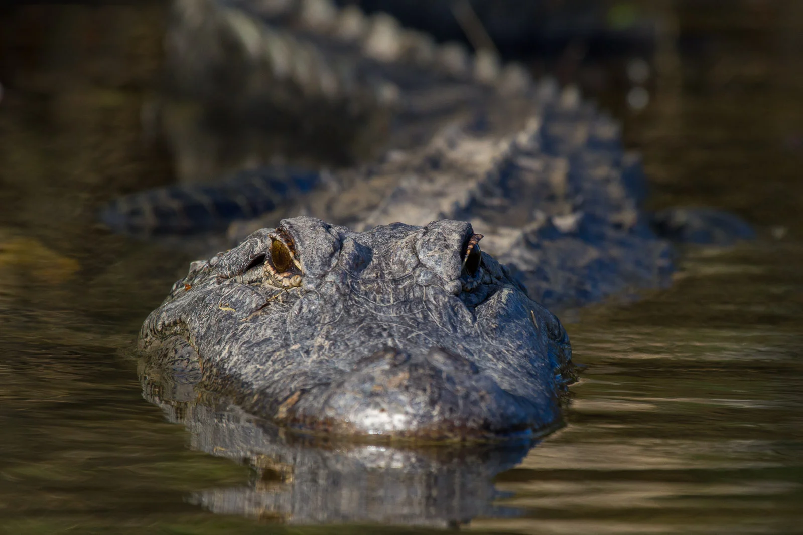 1000120 Gator Face.jpg
