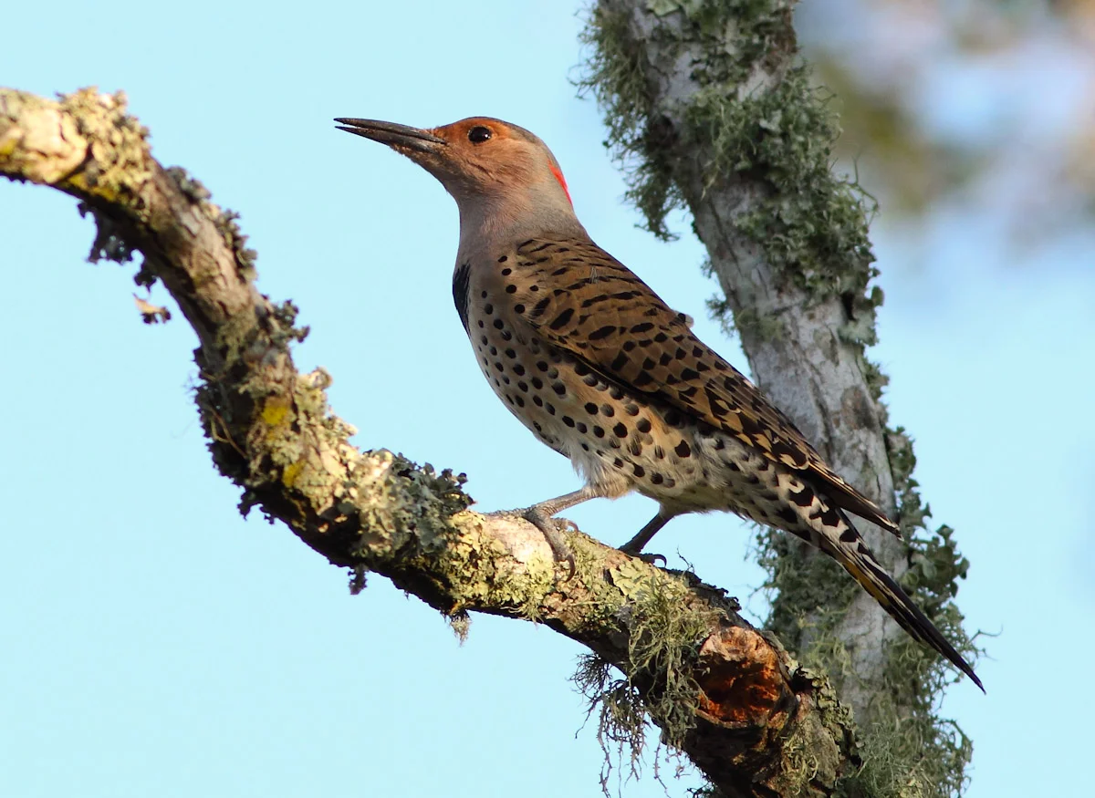 1000060 Flicker.jpg