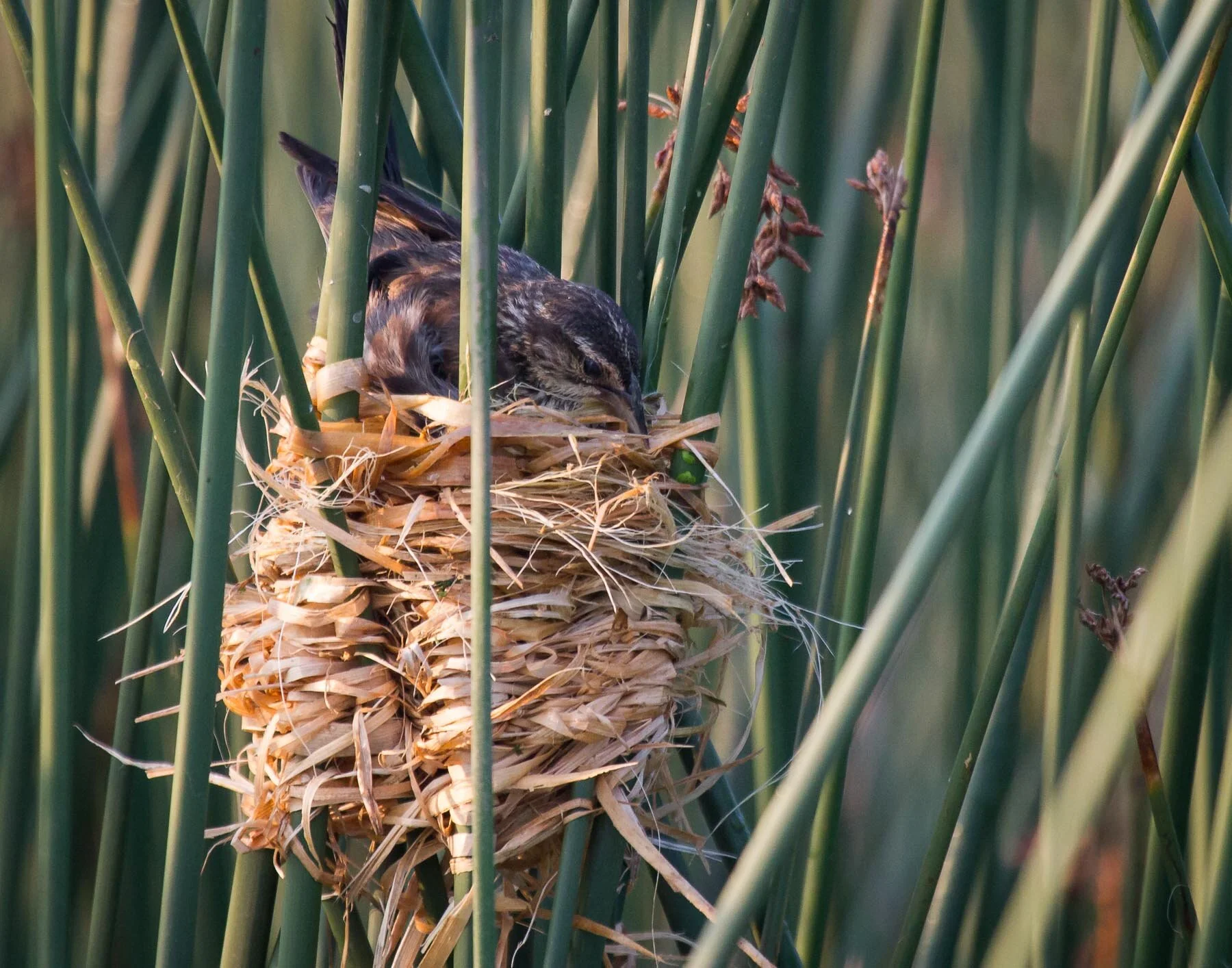 Redwing Blackbird — ABNC