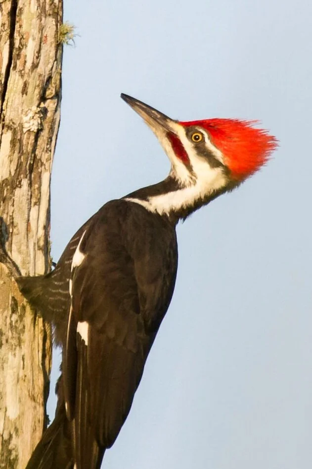 Pileated Woodpecker