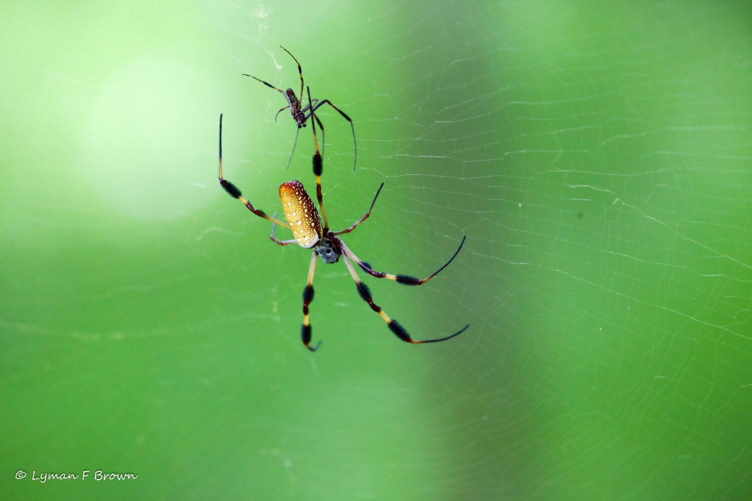 Banana Spider: Creepy, Crawly and Wonderful