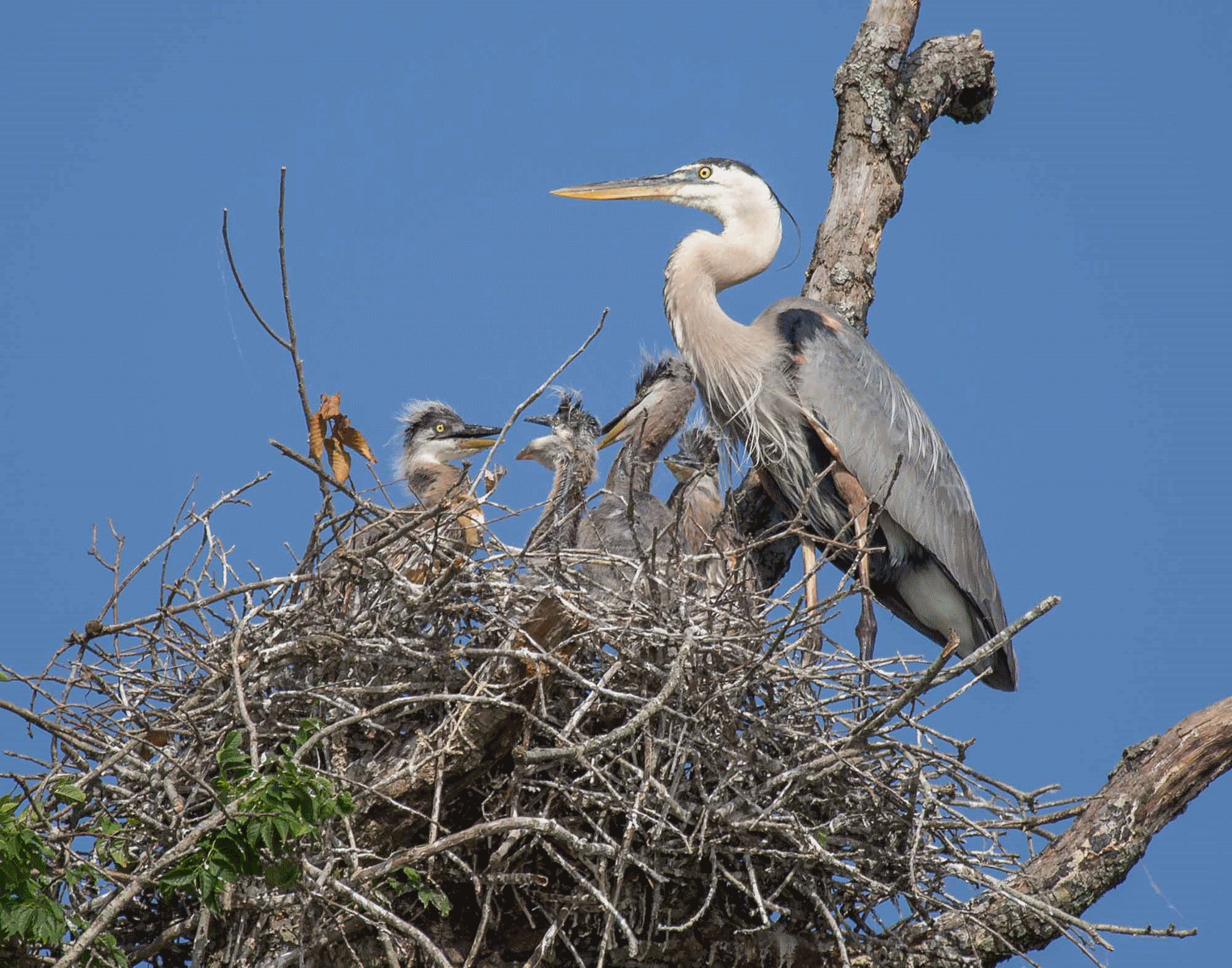 Blue Heron nest2.png