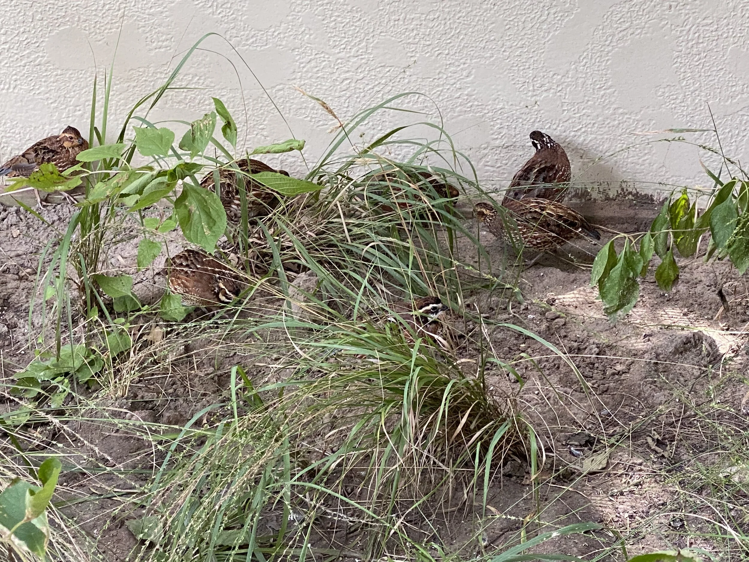 Armand Bayou Nature Center welcomes our new Bobwhite Quail!