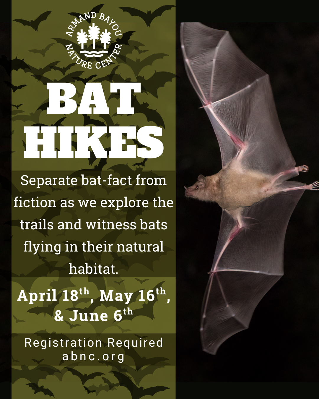 Bat Hikes IG45 (1).png