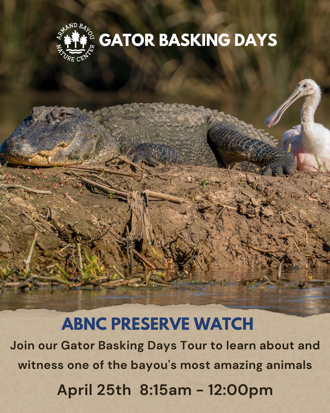 Gators basking day.png