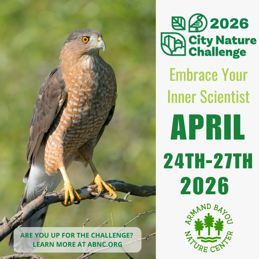 City Nature Challenge 2026.png