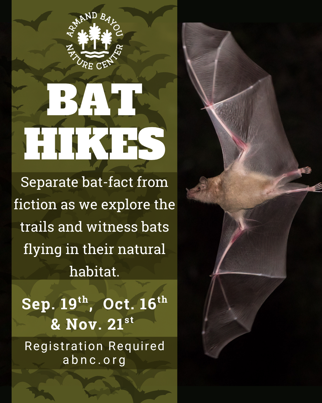 Bat Hikes IG45 (2).png
