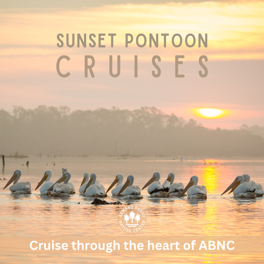 sunset pontoon cruises.png