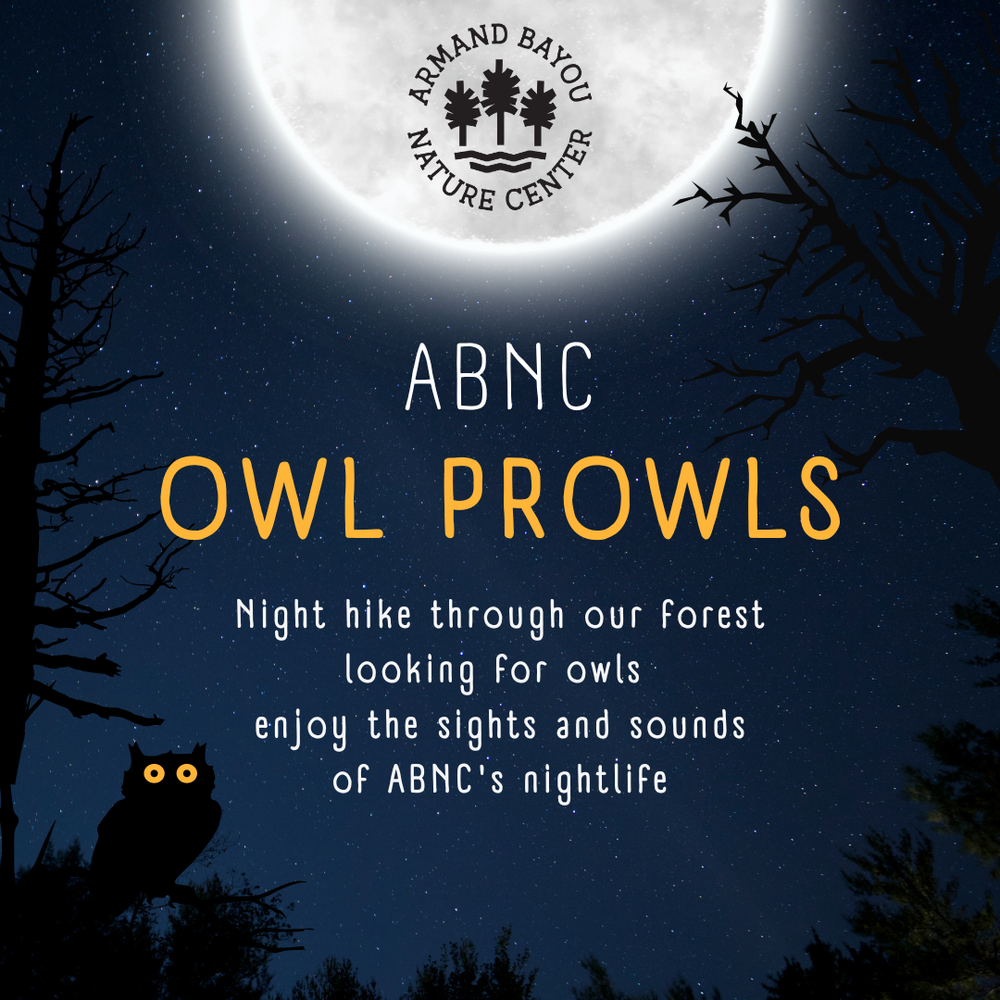 Owl Prowls ABNC owl-prowls-abnc