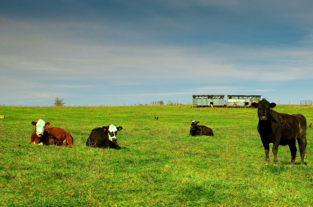 Salad bar beef.jpg