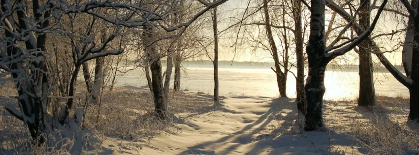 trees-winter_00428061.jpg