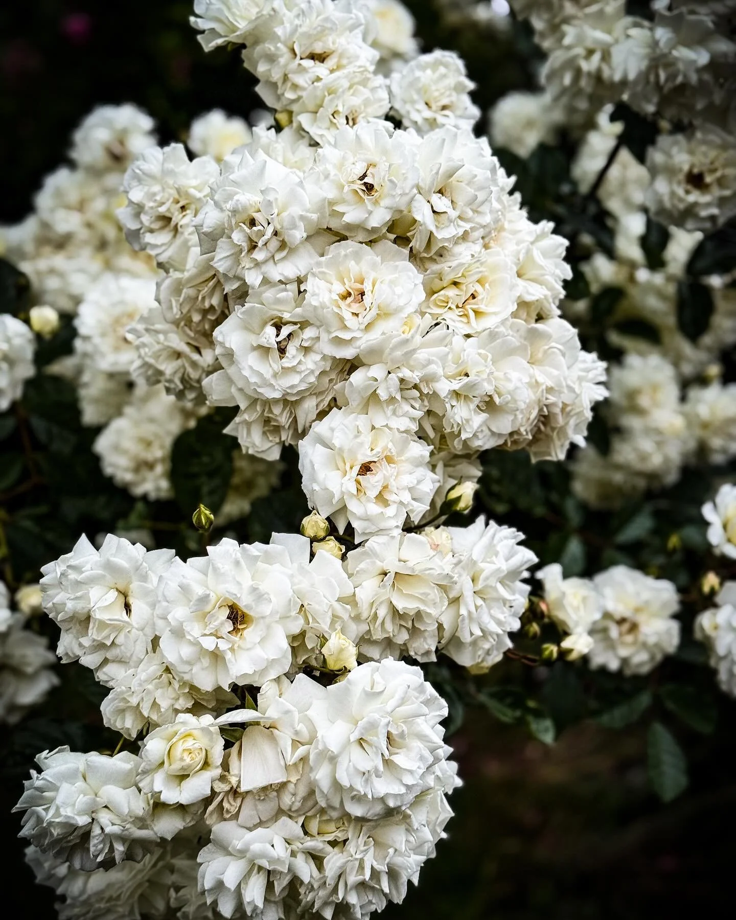 in bloom.
.
.
.
#gravelife #slowdown #rose #garden
