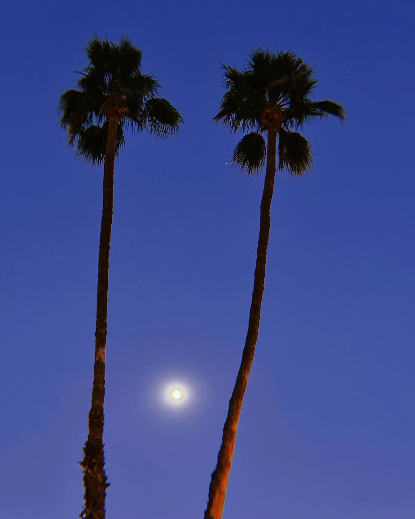 california dreaming.
.
.
.
#gravelife #palmsprings #palmtrees #moon