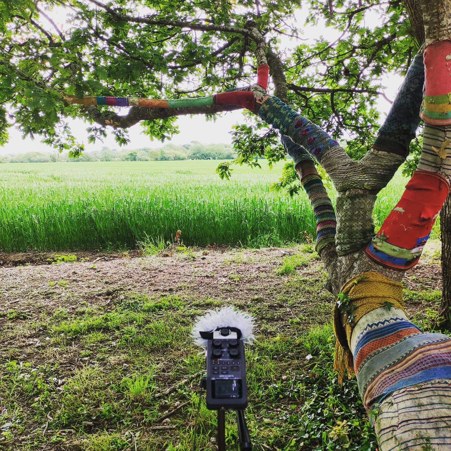 Site visit for a new sound installation at @fuddlefest 2021!

#soundart #fieldrecording #soundinstallation 
#sitespecificart #musicfestival #birdsong #treeart