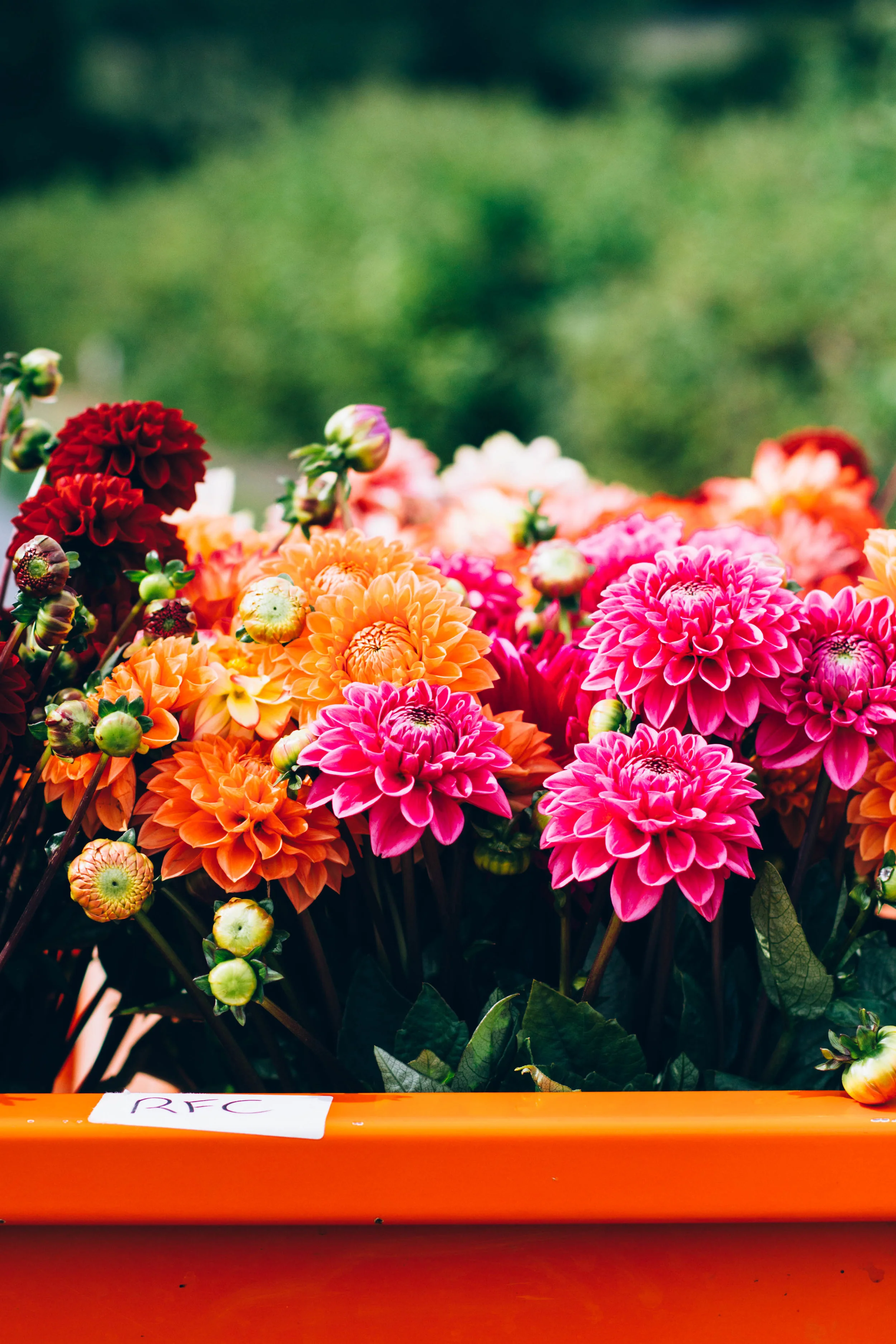Real Flower Co 1.jpg