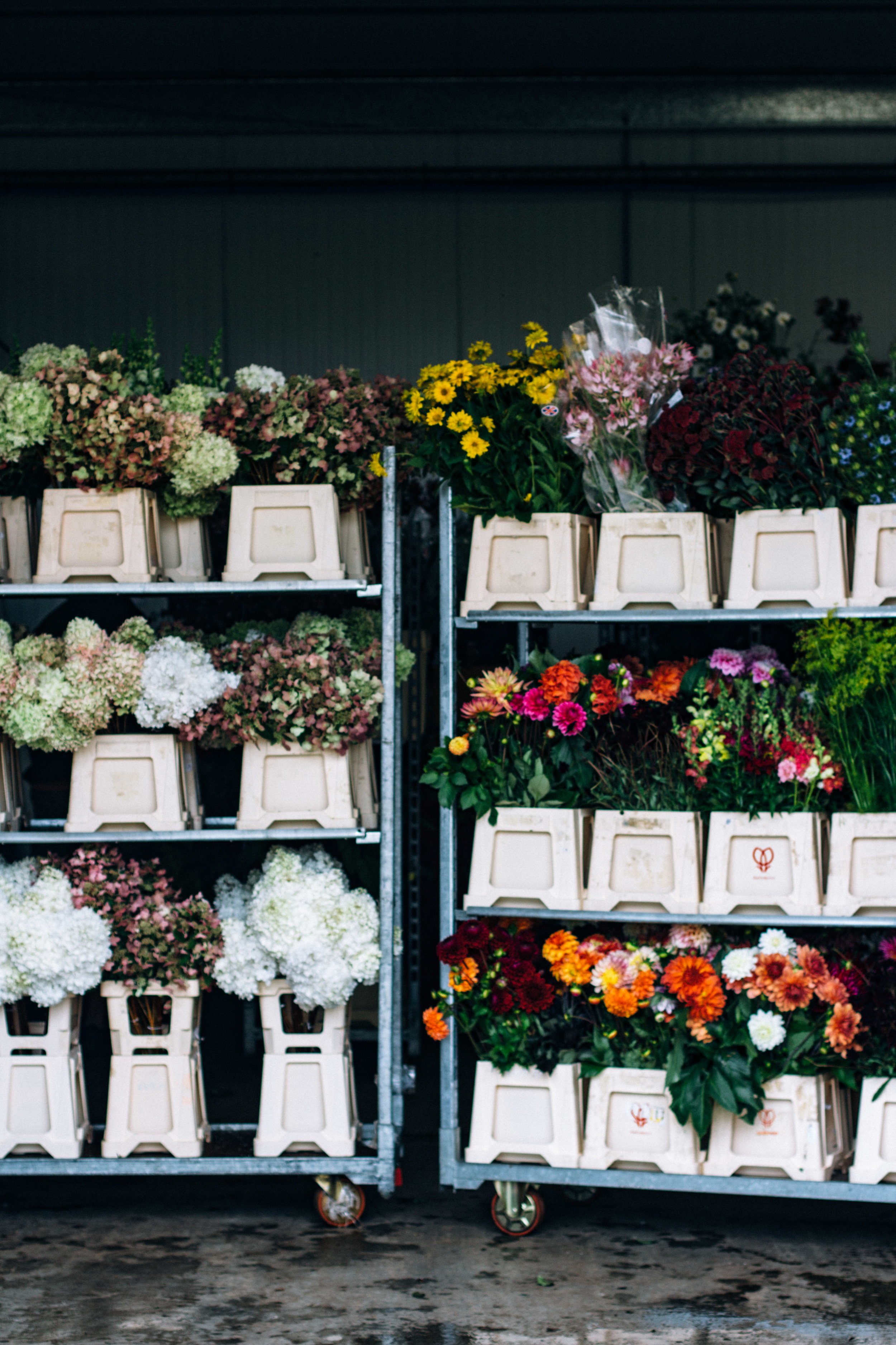 The Language Of Flowers The Feast