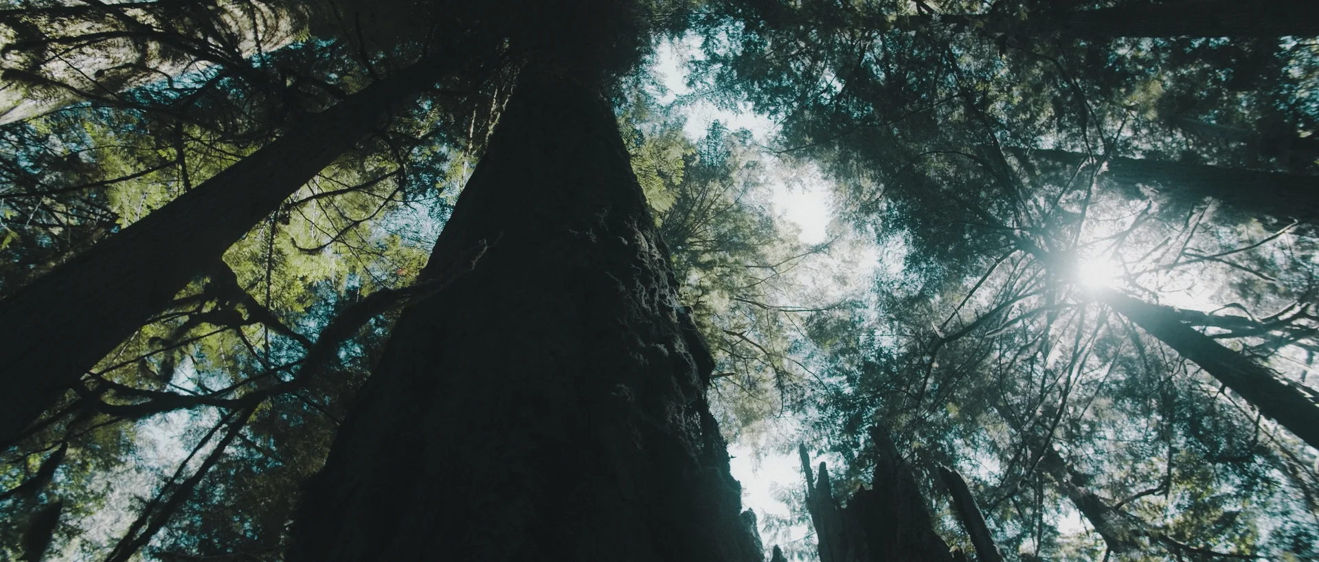 BMPCC4K_Forrest_Green.jpg