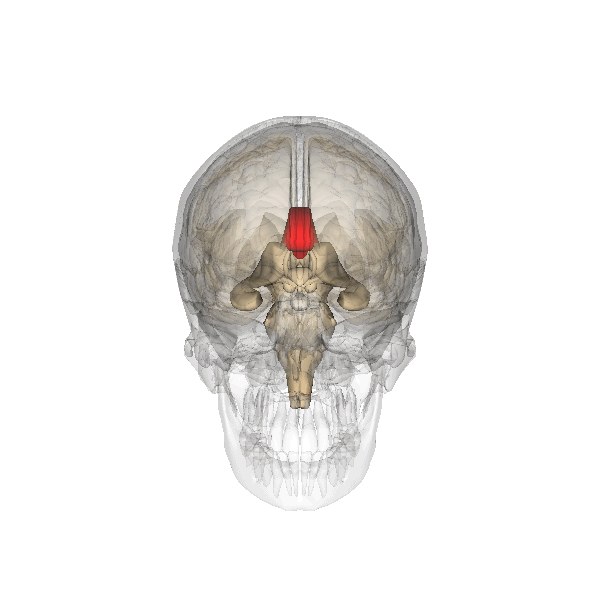 Wired for Music: The Visual Companion | Chapter 5: A Musician's Brain