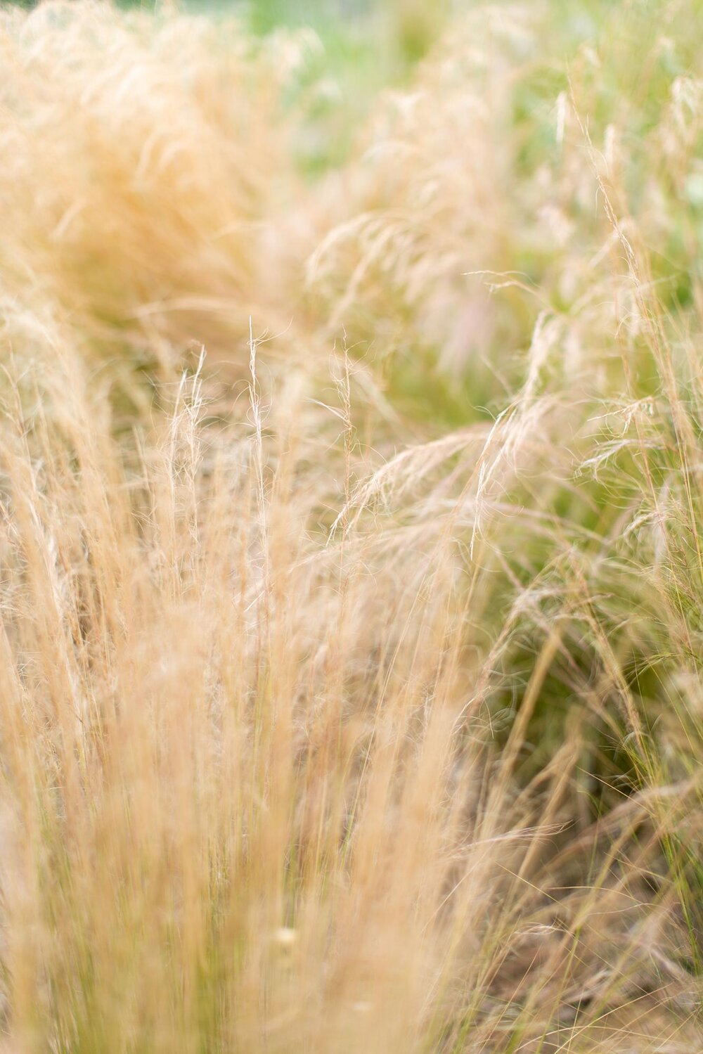 Rio Vista Vineyard Wedding Santa Ynez | Miki & Sonja Photography | mikiandsonja.com