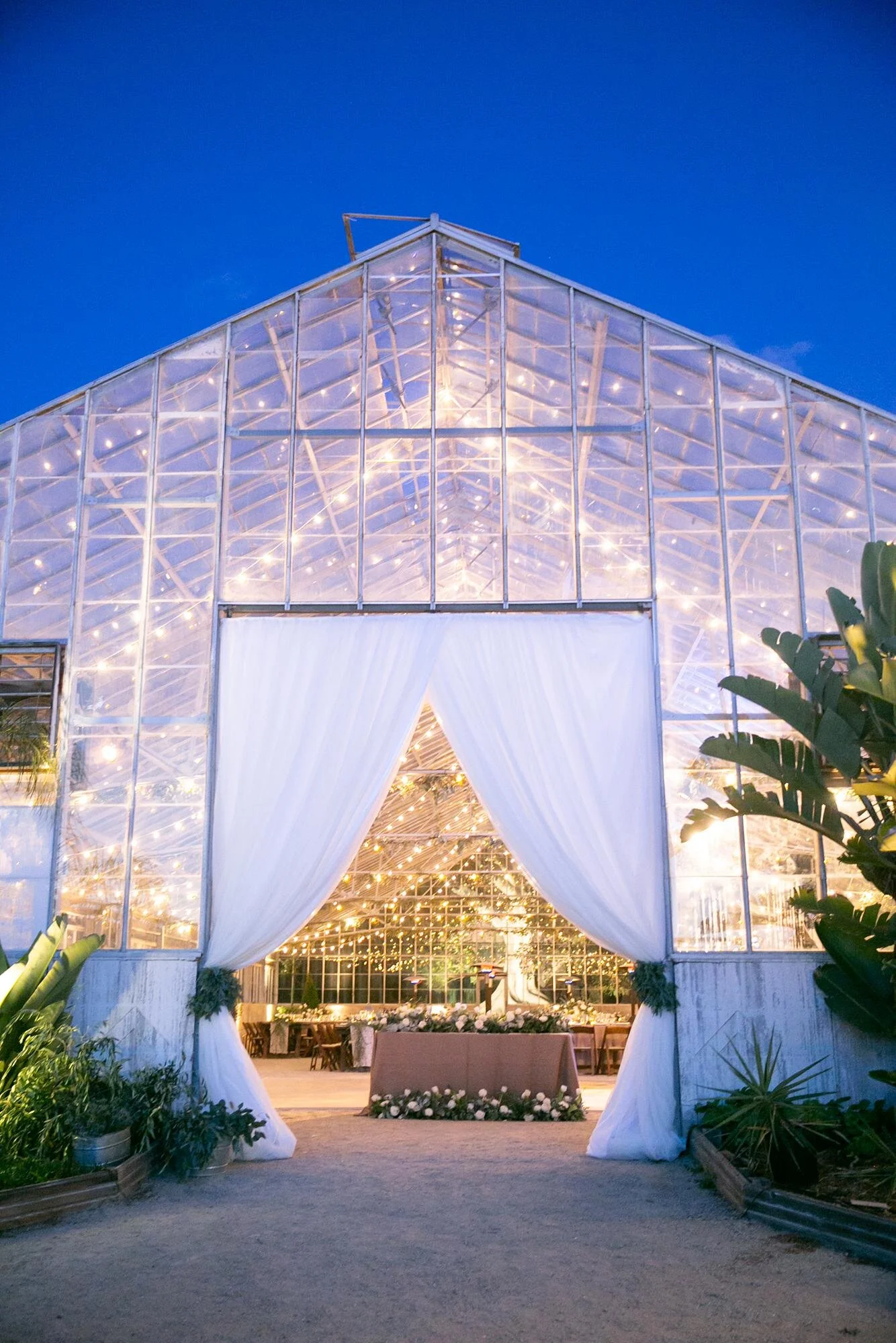 Wedding reception glowing with evening string lights inside the greenhouse at Dos Pueblos Orchid Farm