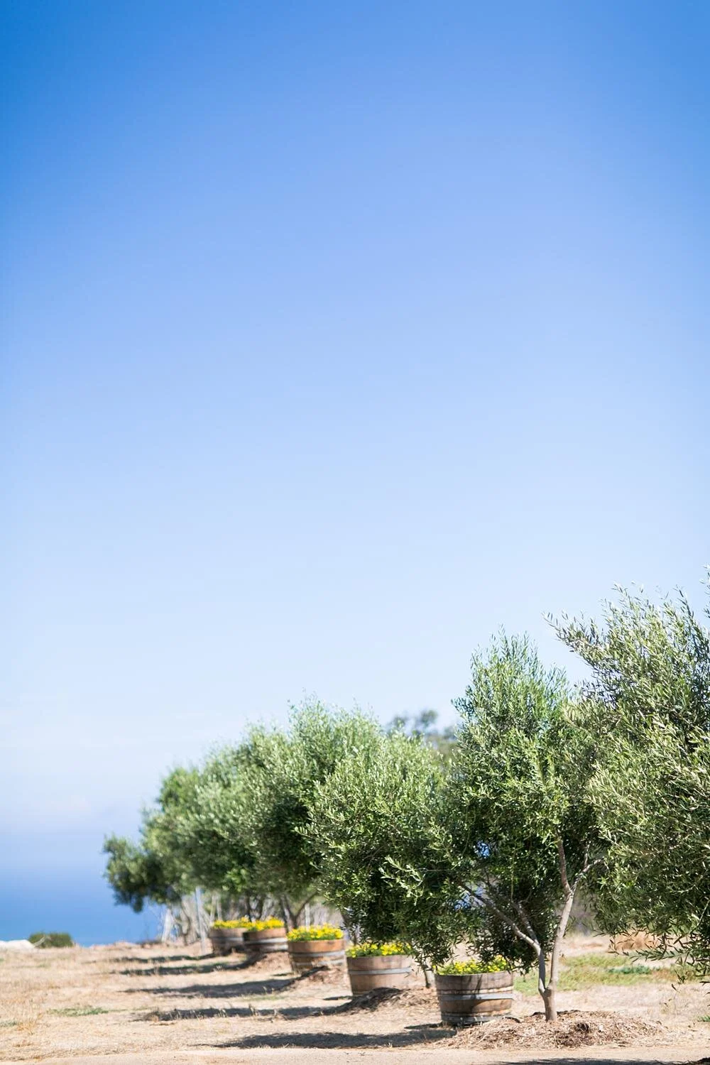 Scenery showing olive trees and ocean views at Catalina View Gardens