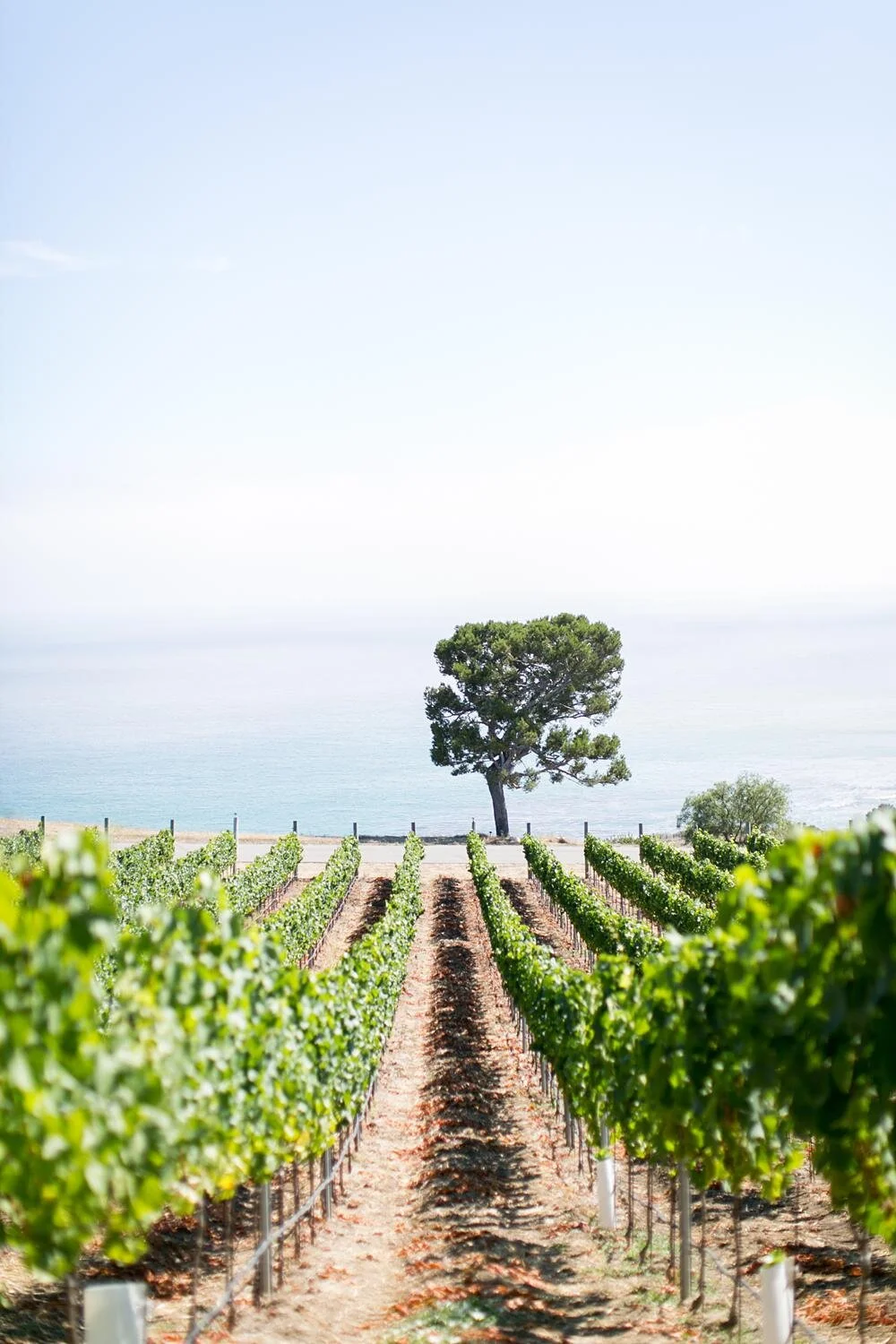 Scenery view of vineyard overlooking the ocean at Catalina View Gardens