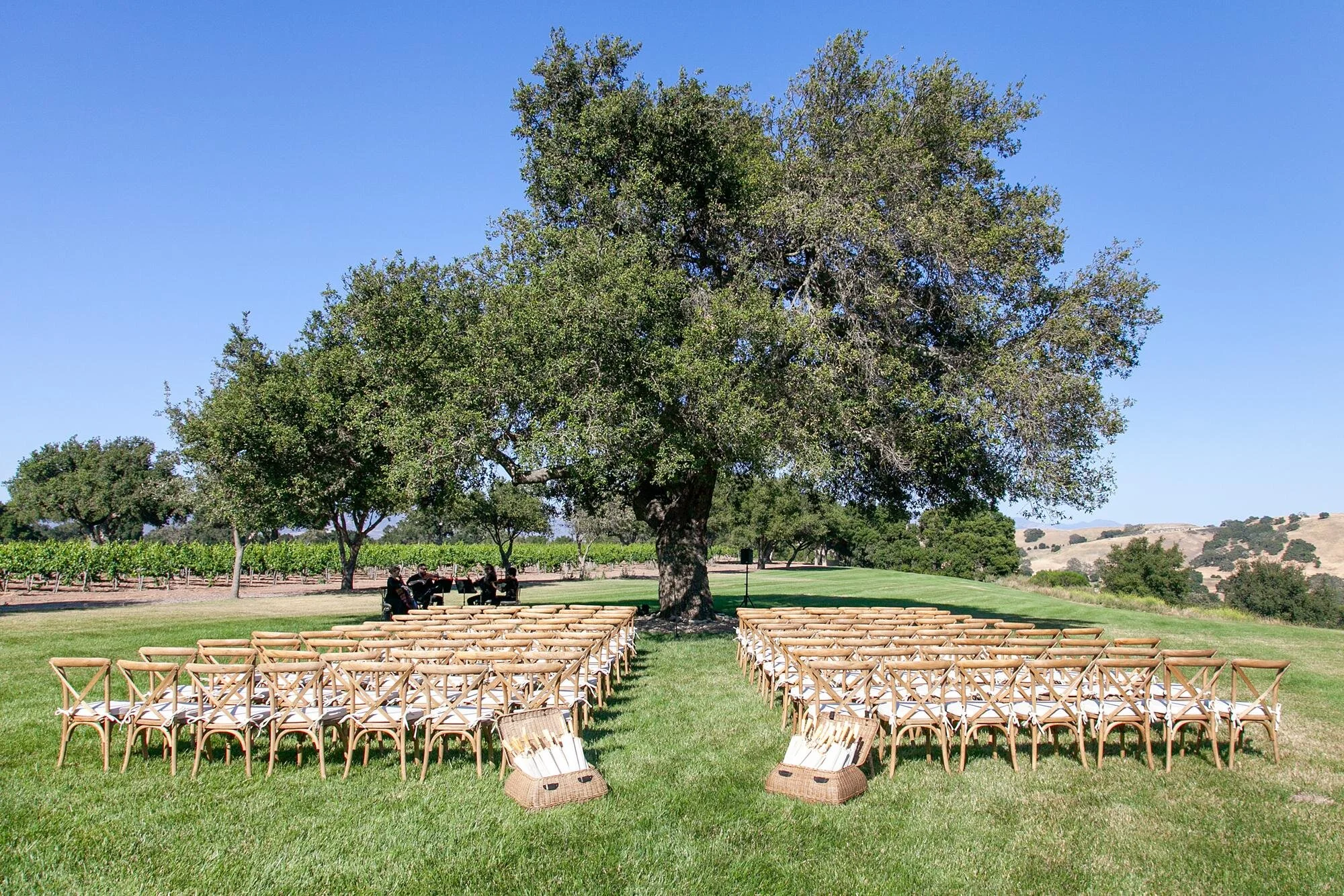 Wedding ceremony at Firestone Winery with white parasols arranged for guests on the Vineyard Mesa