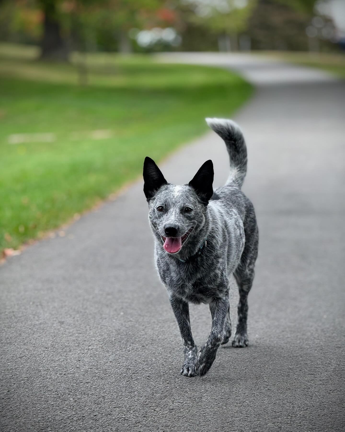 Just cruising around the Commons. Apparently, there was a bear here the other day. He&rsquo;s lucky I wasn&rsquo;t there. There would have been a lot of barking and, ultimately, running away. 🐻 🐕