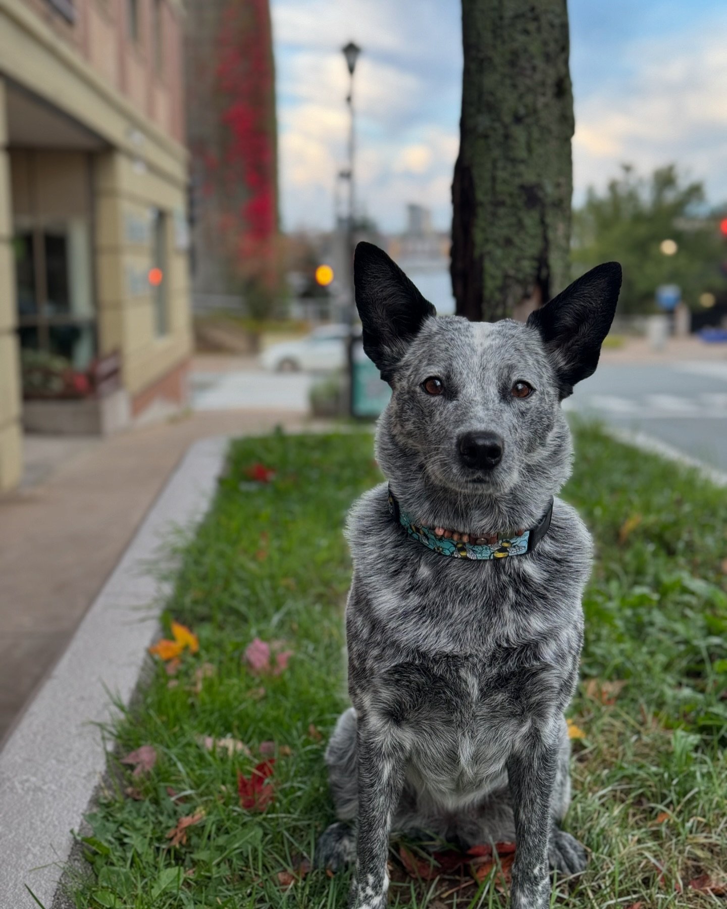 Some lady just stopped me &amp; said I was the official face of Portland St!  I guess I am the #goodestgirl #pawpower #downtowndog
