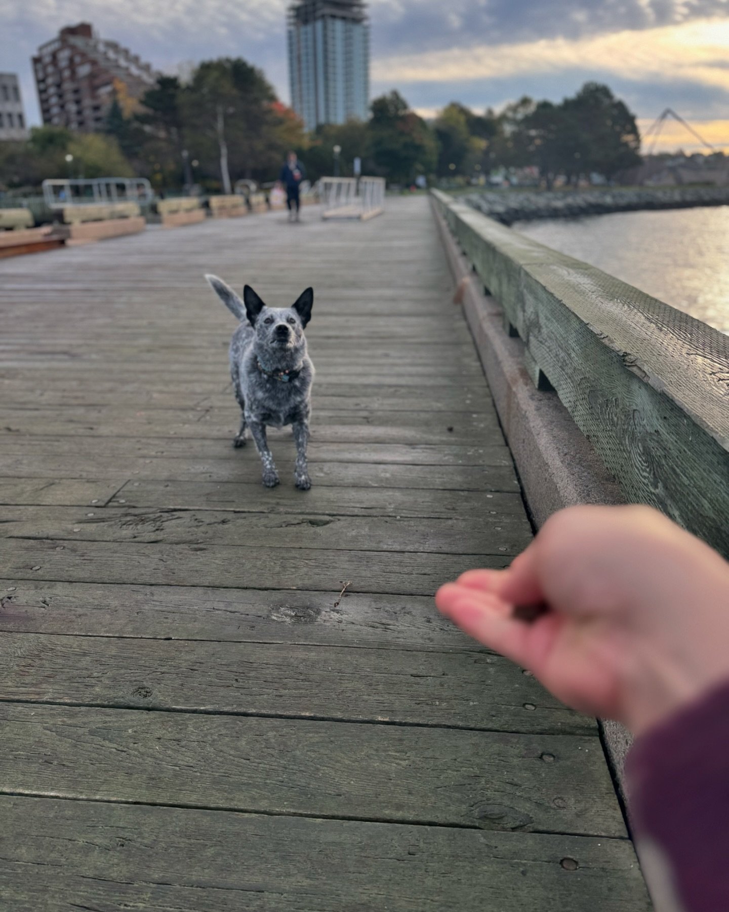 Jumping for love&hellip;.aka&hellip;..treats. #shesakeeper