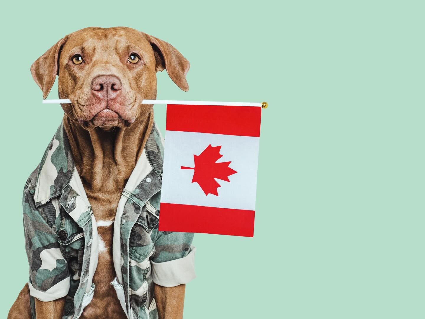 At Sore Spots, we&rsquo;re intentional about how we support our community. One way we do that is through a few standing 10% discounts.  We proudly extend this offer to the following groups: 
.
Canadian Armed Forces You serve our country and the freed