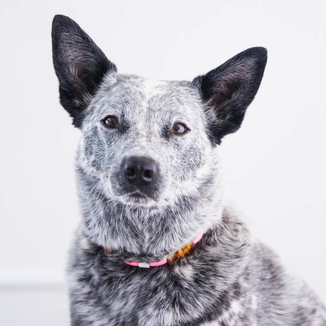 Cashew Chediac, Therapy Pup