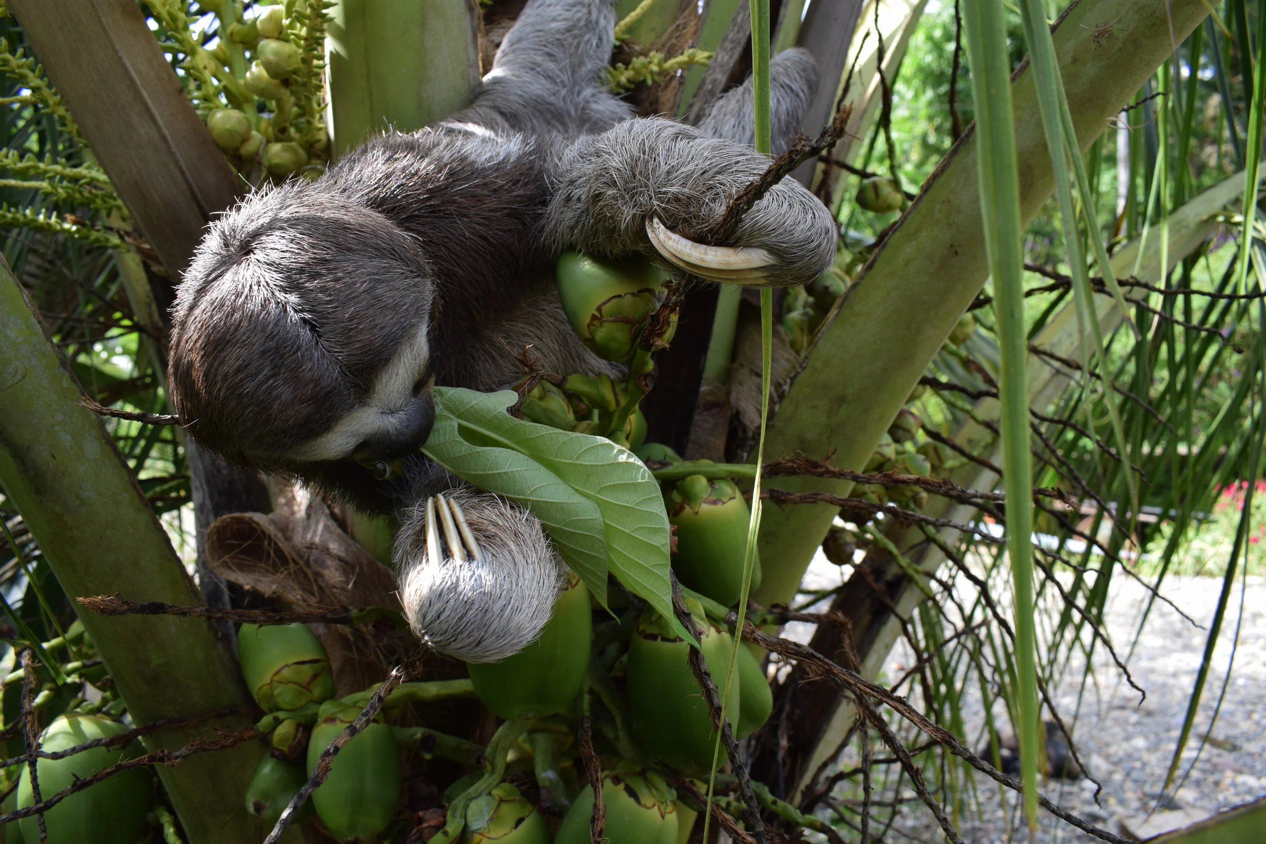 The Daily Star, New York praises our founders